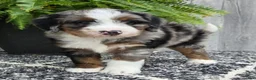 Mini Bernedoodle dogs for sale: Mini Tank - Ad 6
