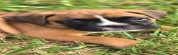 Boxer dogs for sale: Twinny - Ad 4