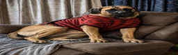 Mixed Breed dogs for sale: Yellow collar  - Ad 7