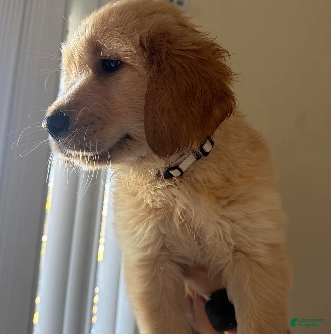 Golden Retriever dogs for sale: White - Ad 1