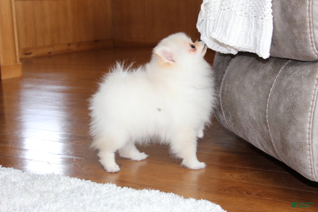 Pomeranian dogs for sale: Tiny Teddy - Ad 5