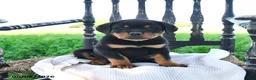 Rottweiler dogs for sale: Rainer - Ad 2