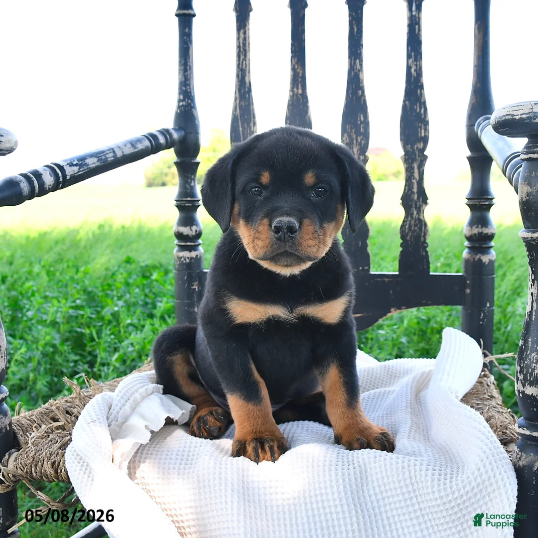 Rottweiler dogs for sale: Rainer - Ad 2