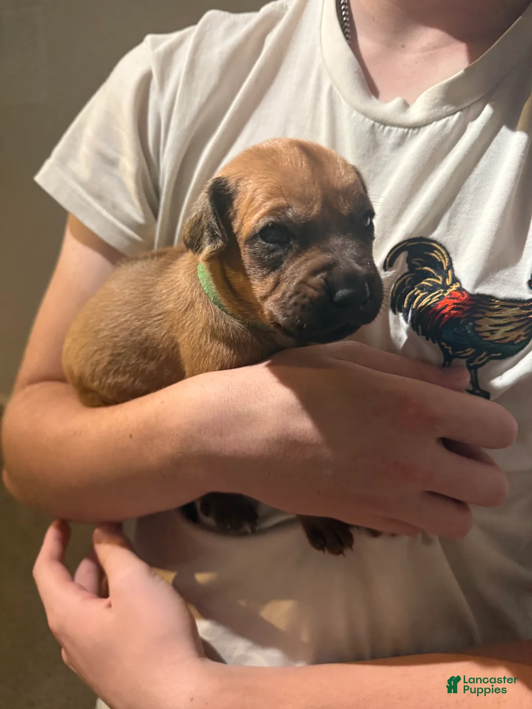 Rhodesian Ridgeback dogs for sale: Rhodesian Ridgeback 2 - Ad 2
