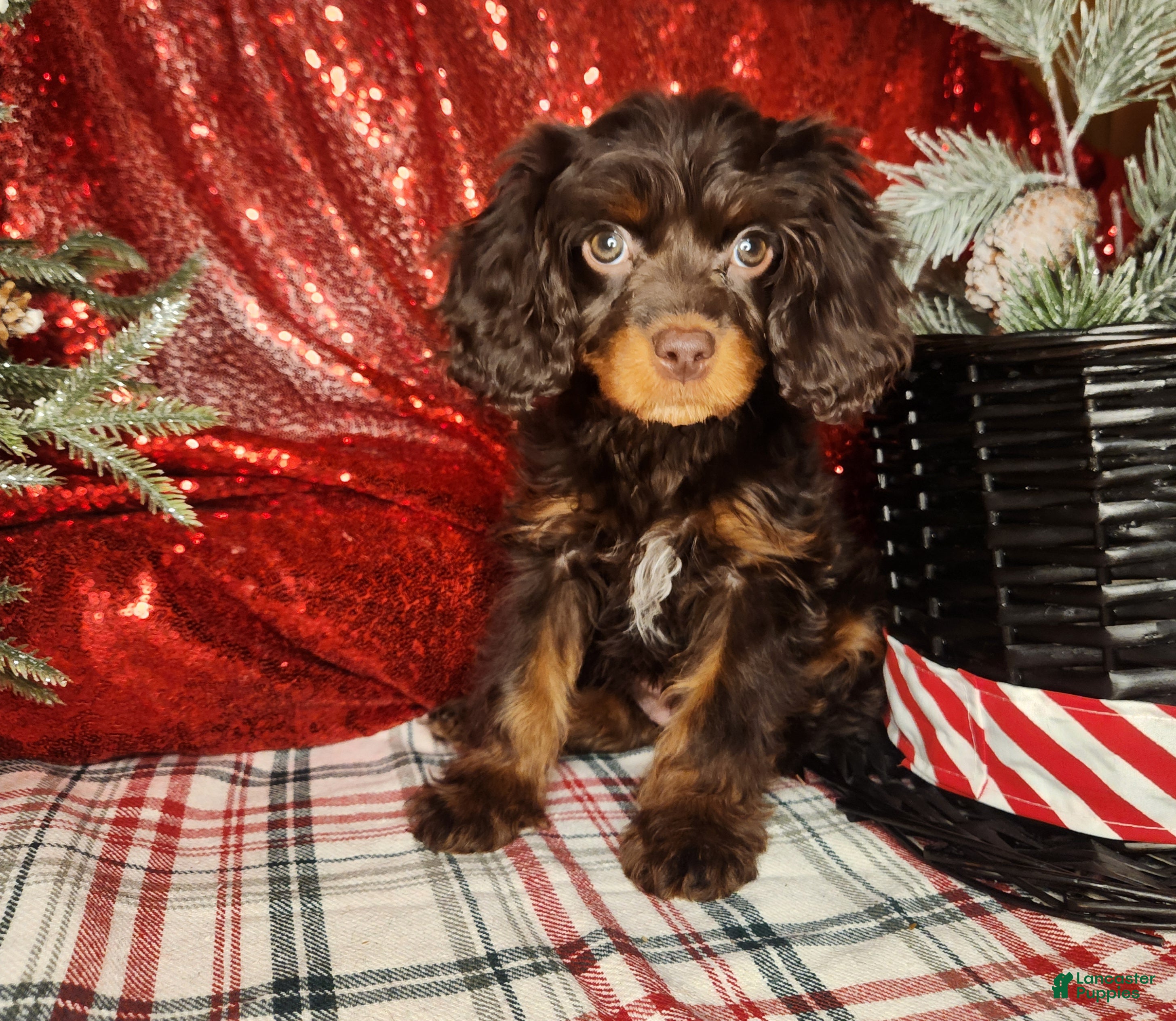 Cavapoo dogs Cavapoo Puppy 1 - Ad 8