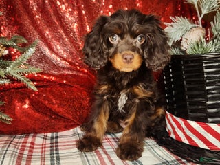 Cavapoo dogs Cavapoo Puppy 1 - Ad 8