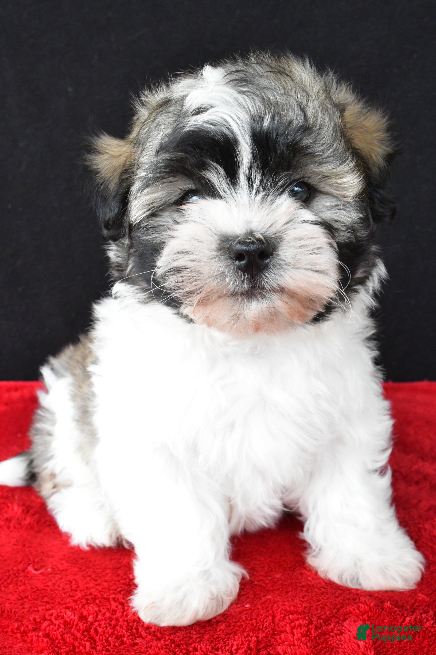 Malshi dogs Jackson - Ad 2