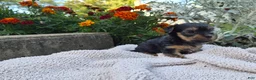 Yorkshire Terrier dogs for sale: Molly - Ad 12
