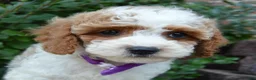Cavapoo dogs for sale: Cora - Ad 8