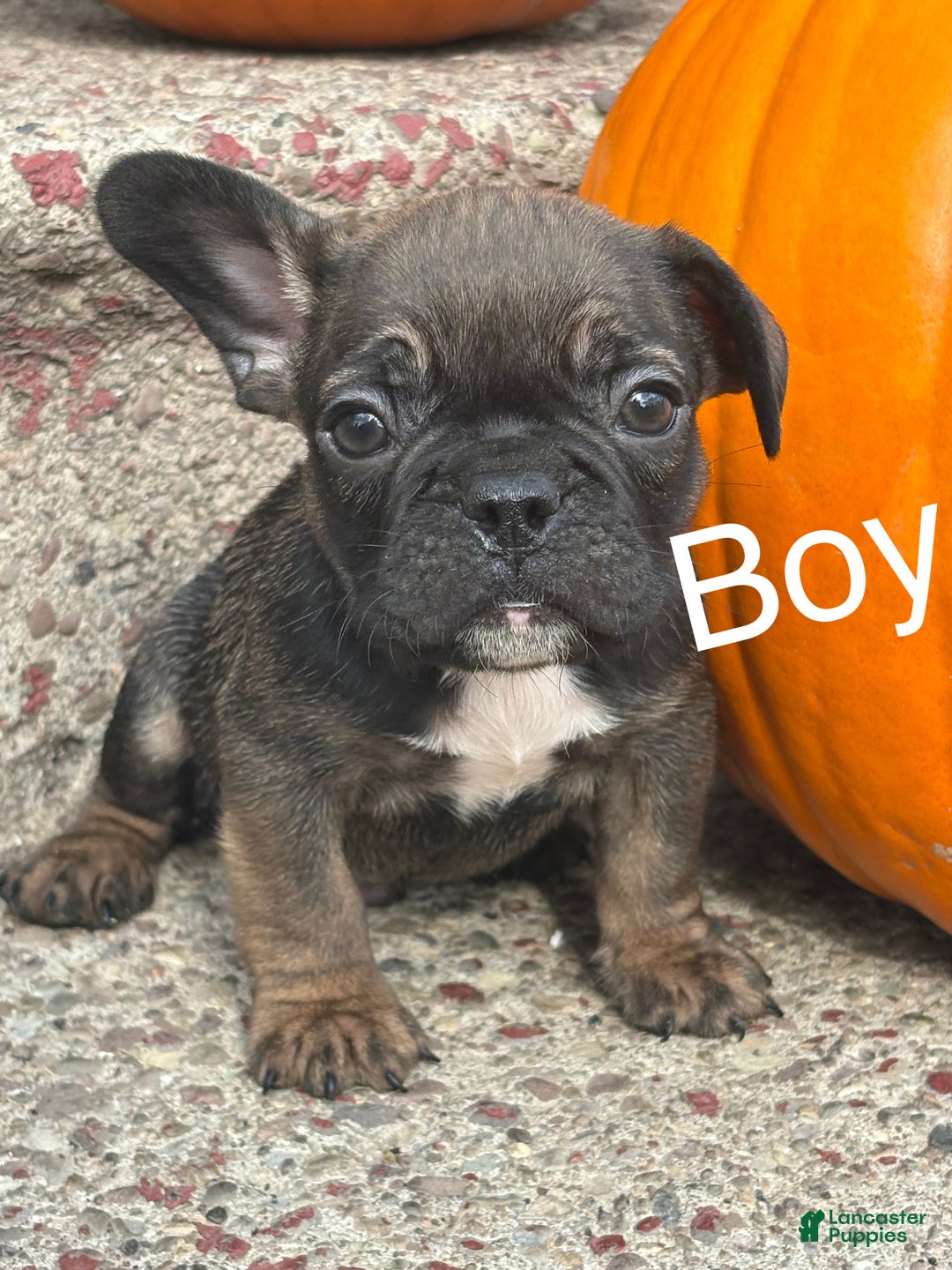 French Bulldog dogs for sale: French Bulldog Puppy 4 - Ad 1