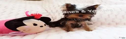Yorkshire Terrier dogs for sale: Micro mini girl - Ad 6