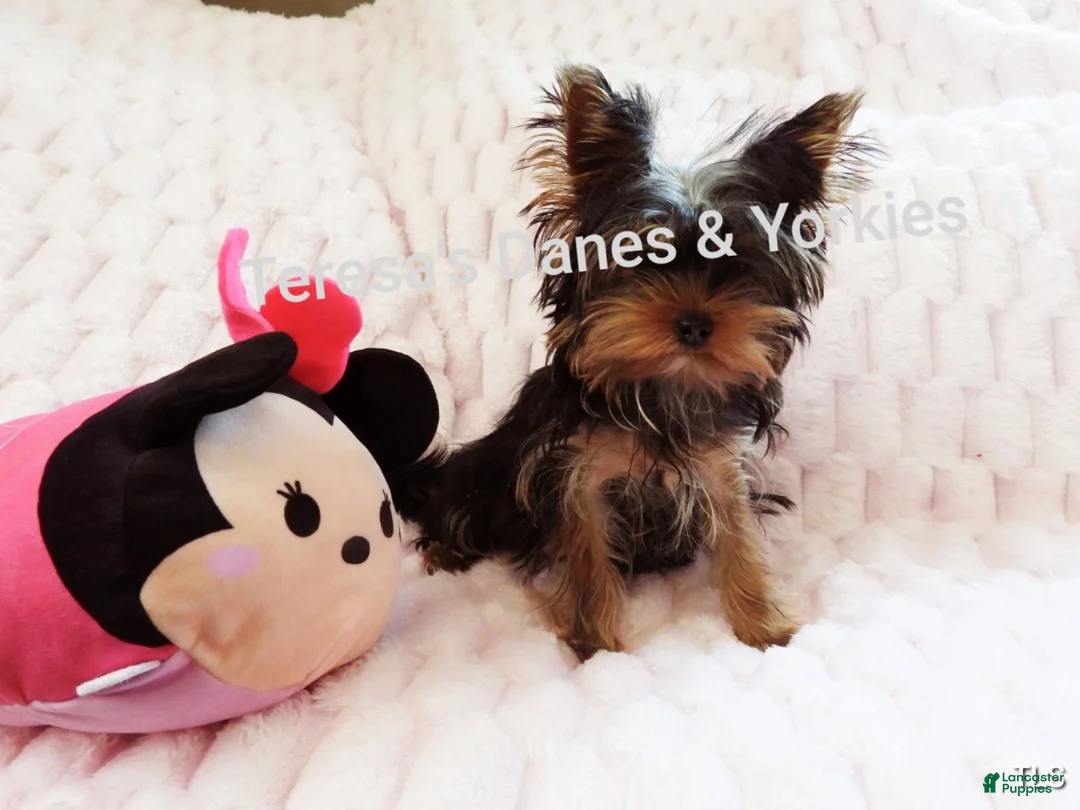 Yorkshire Terrier dogs for sale: Micro mini girl - Ad 6