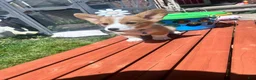 Welsh Corgi Pembroke dogs for sale: Dr. Dew - Ad 3