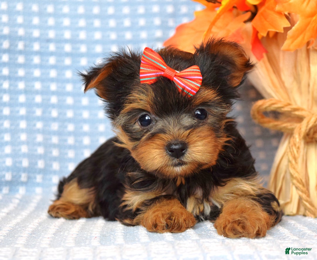 Yorkshire Terrier dogs for sale: Carly  - Ad 5