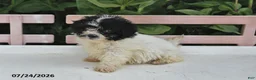 Teddy Bear dogs for sale: Amber - Ad 3
