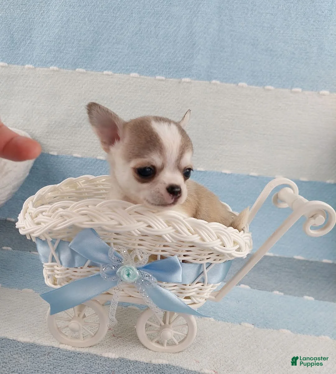 Gallery Image {{count}}