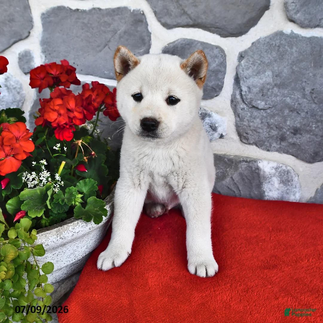 Shiba Inu dogs for sale: Max - Ad 2