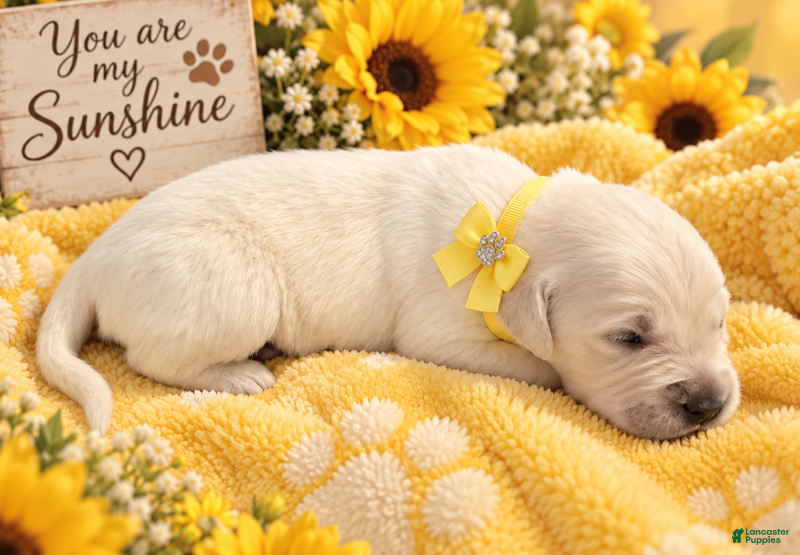 Golden Retriever dogs Poppy - Ad 26