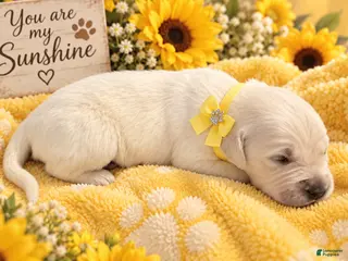 Golden Retriever dogs Poppy - Ad 26