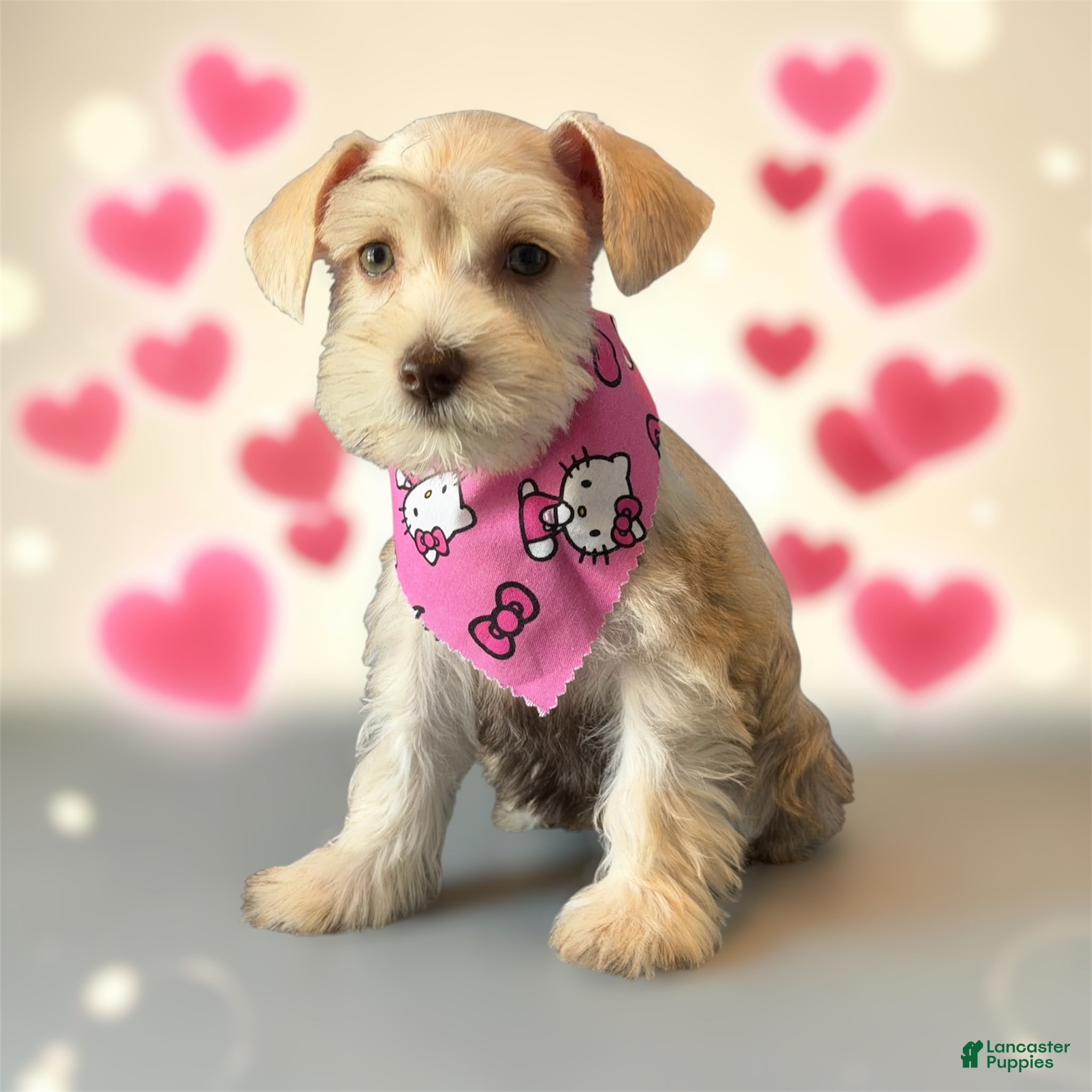 Miniature Schnauzer dogs Miniature Schnauzer Puppy 5 - Ad 36