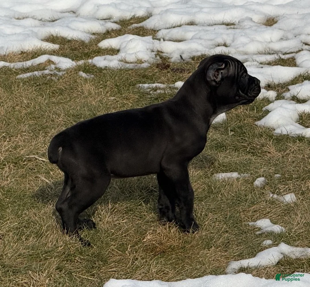 Cane Corso dogs for sale: Cane Corso Puppy 3 - Ad 6