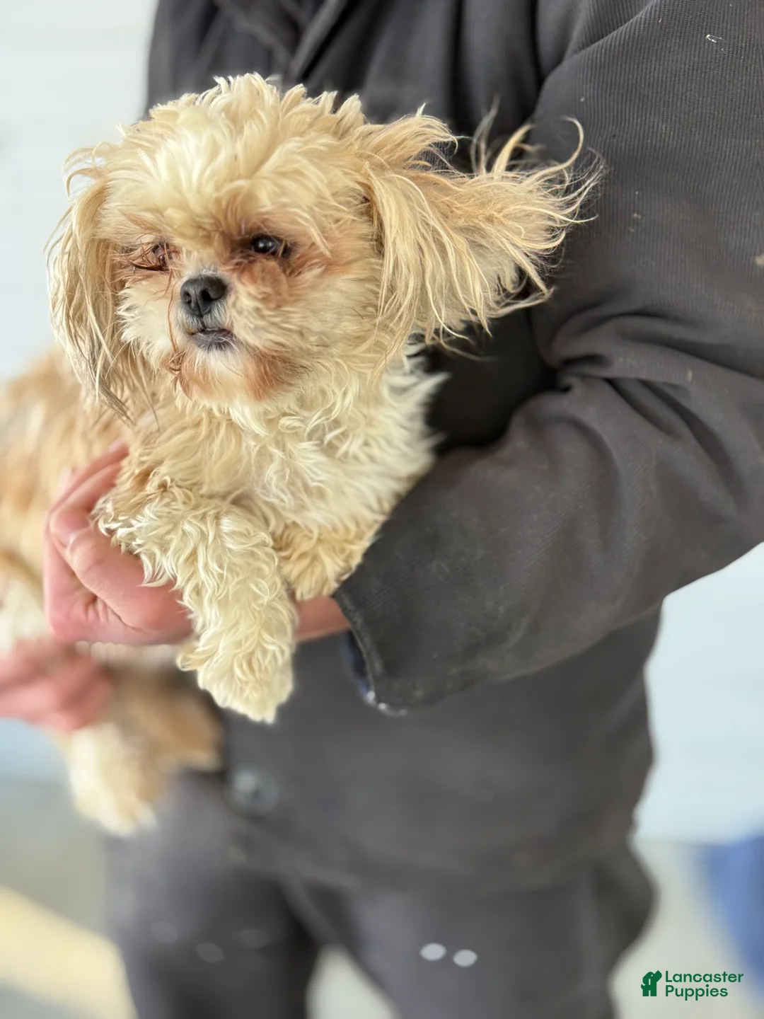 Shih Tzu dogs for sale: Pip - Ad 13