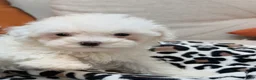 Maltipoo dogs for sale: Twilight  - Ad 5