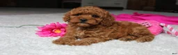 Cavapoochon dogs for sale: Maggie  - Ad 3