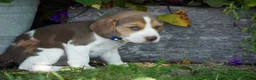 Beagle dogs for sale: Otis - Ad 10