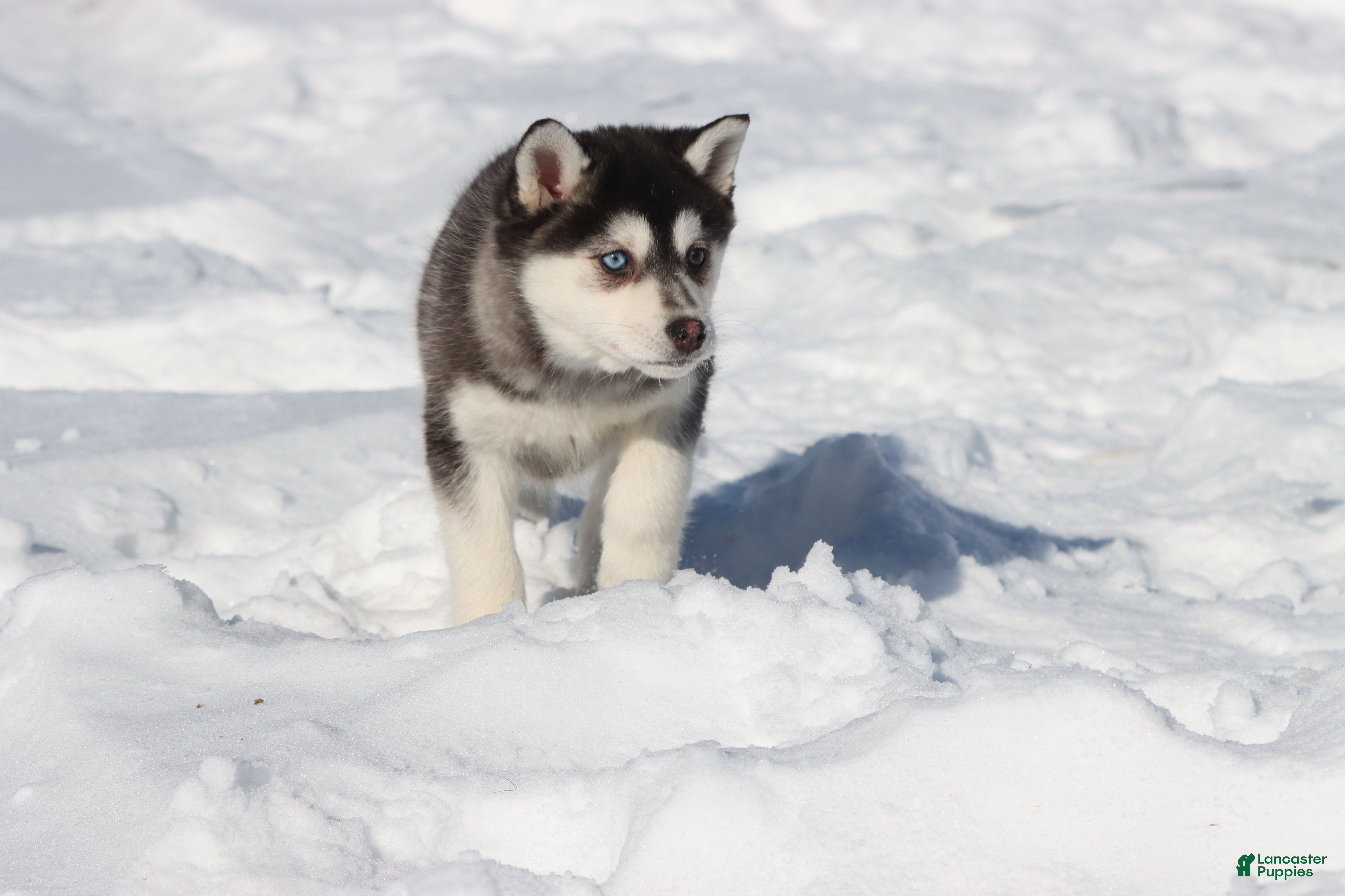 Alaskan Klee Kai dogs Aspen  - Ad 12