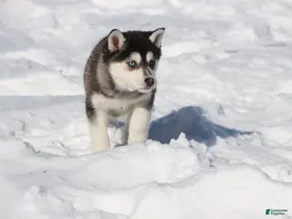 Alaskan Klee Kai dogs Aspen - Ad 12