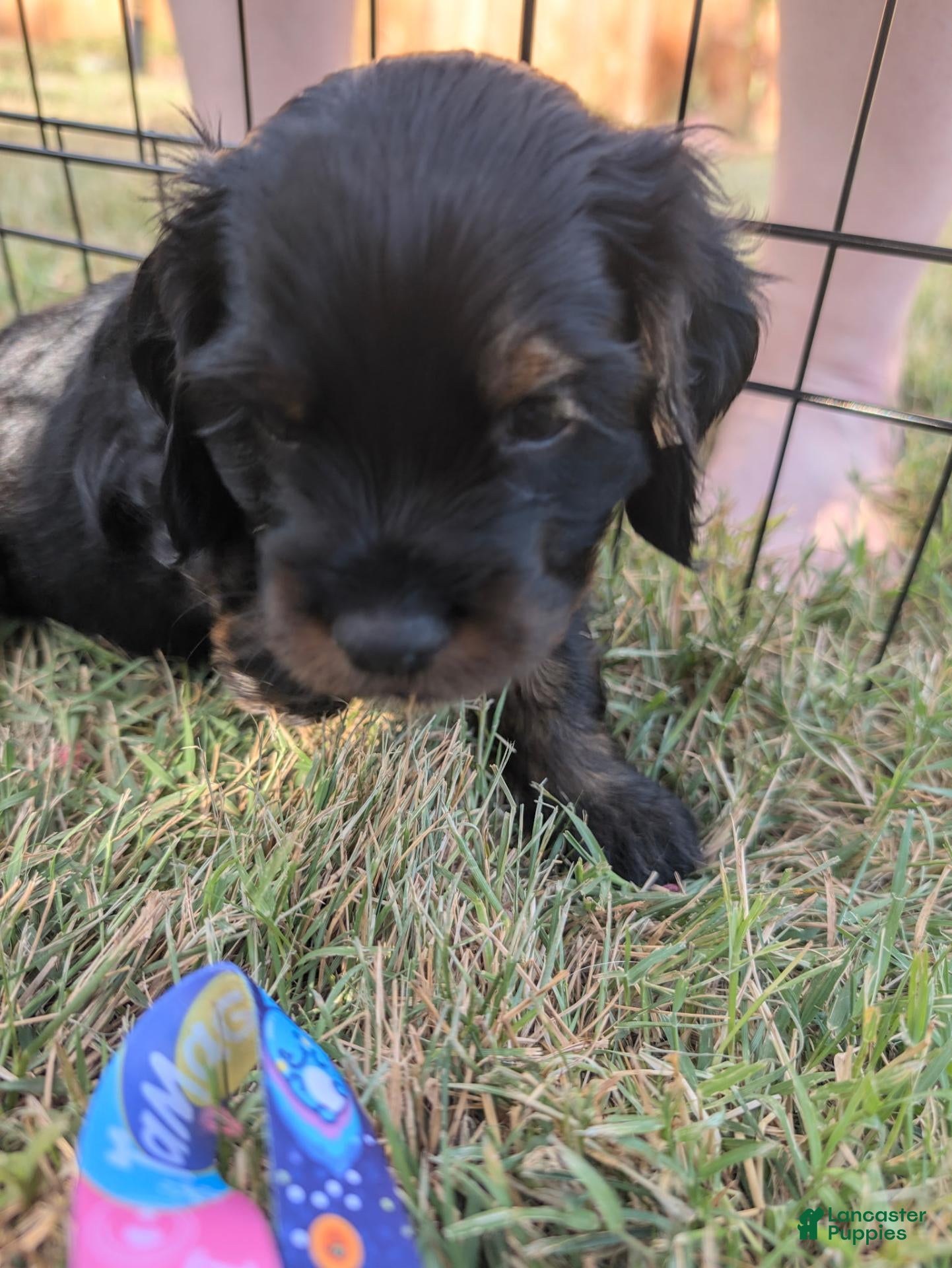 Cocker Spaniel dogs Cocker Spaniel 4 - Ad 10
