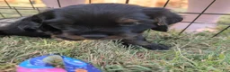Cocker Spaniel dogs for sale: Cocker Spaniel 4 - Ad 1