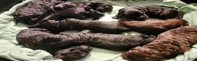 Labradoodle 3