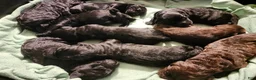 Labradoodle dogs for sale: Labradoodle 3 - Ad 1