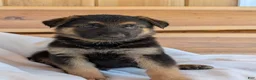 German Shepherd dogs for sale: 🐾TURBO🐾 - Ad 1