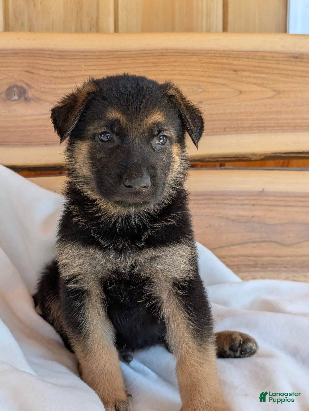 German Shepherd dogs for sale: 🐾TURBO🐾 - Ad 1