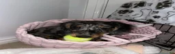 Miniature Dachshund dogs for sale: Miniature Dachshund Puppy 4 - Ad 3