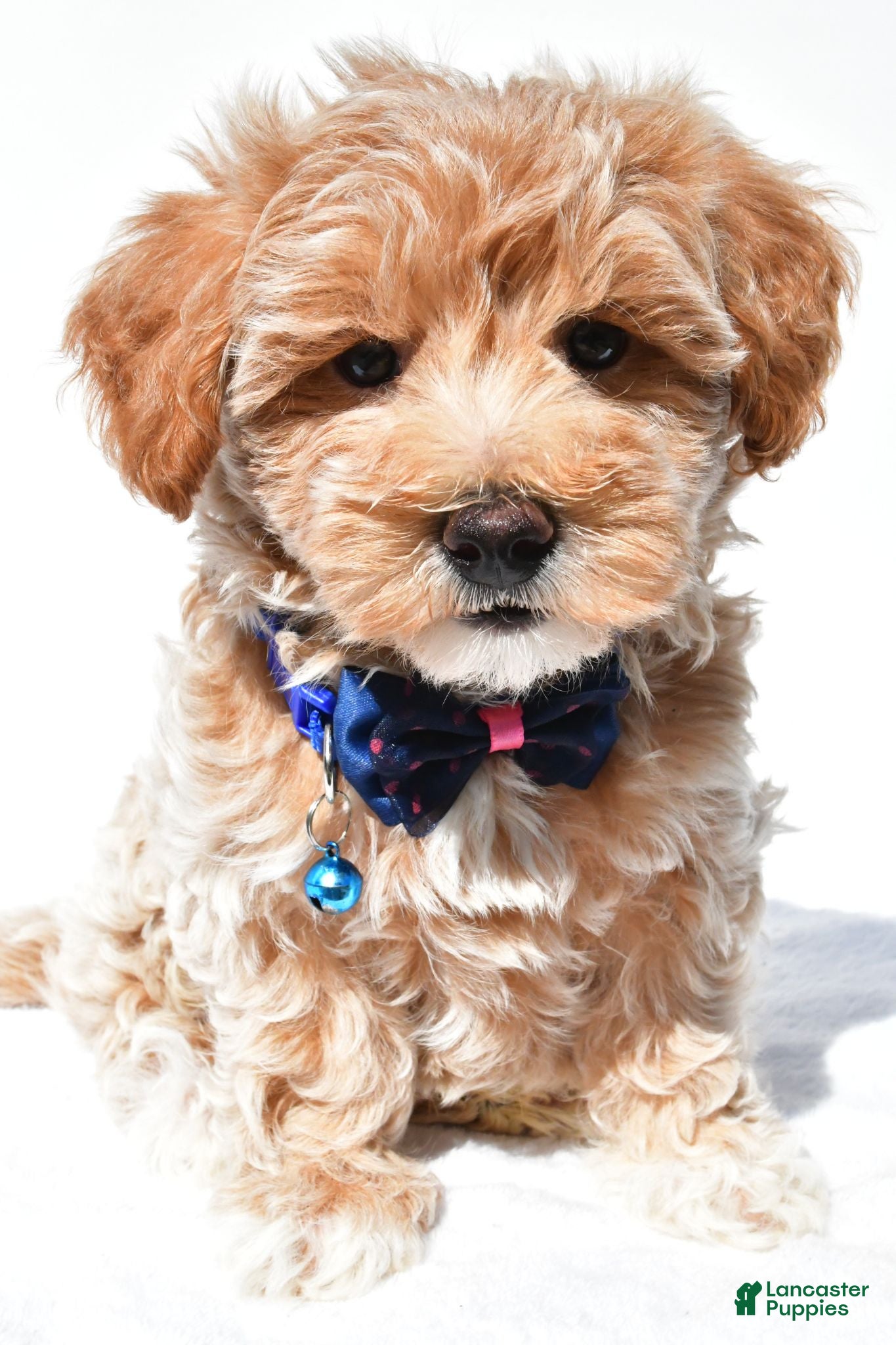Maltipoo dogs Georgie - Ad 1
