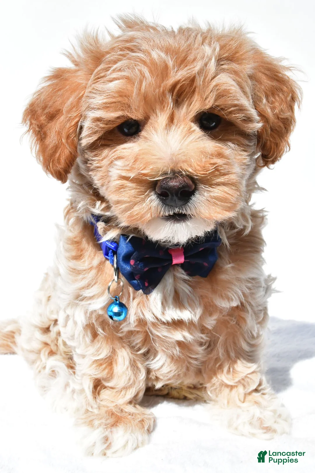 Maltipoo dogs for sale: Georgie - Ad 1