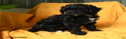Cavapoo dogs for sale: Carly - Ad 3