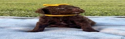 Standard Poodle dogs for sale: Gold collar - Ad 1
