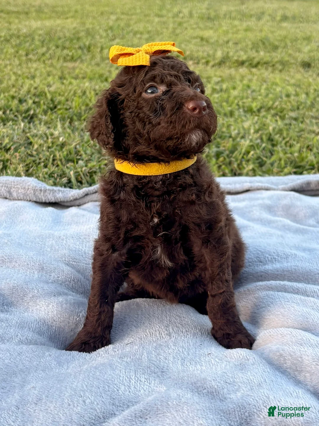 Standard Poodle dogs for sale: Gold collar - Ad 1