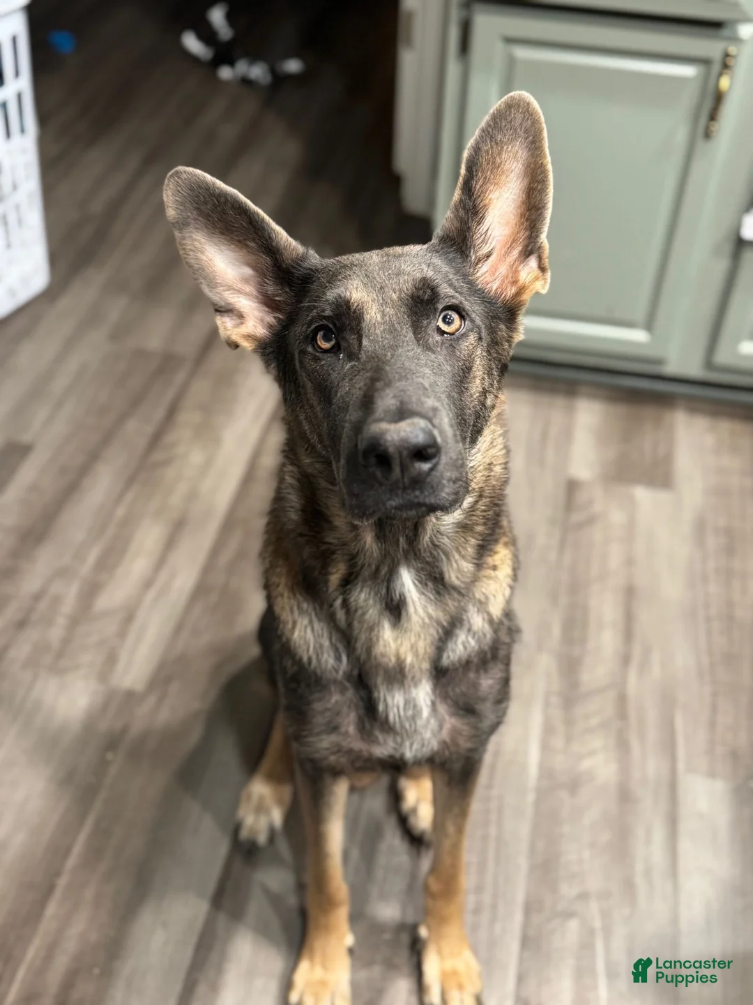 German Shepherd dogs for sale: Brown - Ad 2