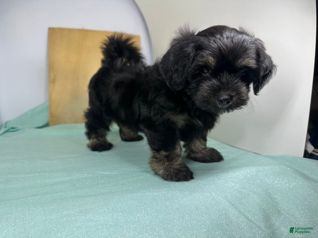 Yorkshire Terrier dogs for sale: King - Ad 2