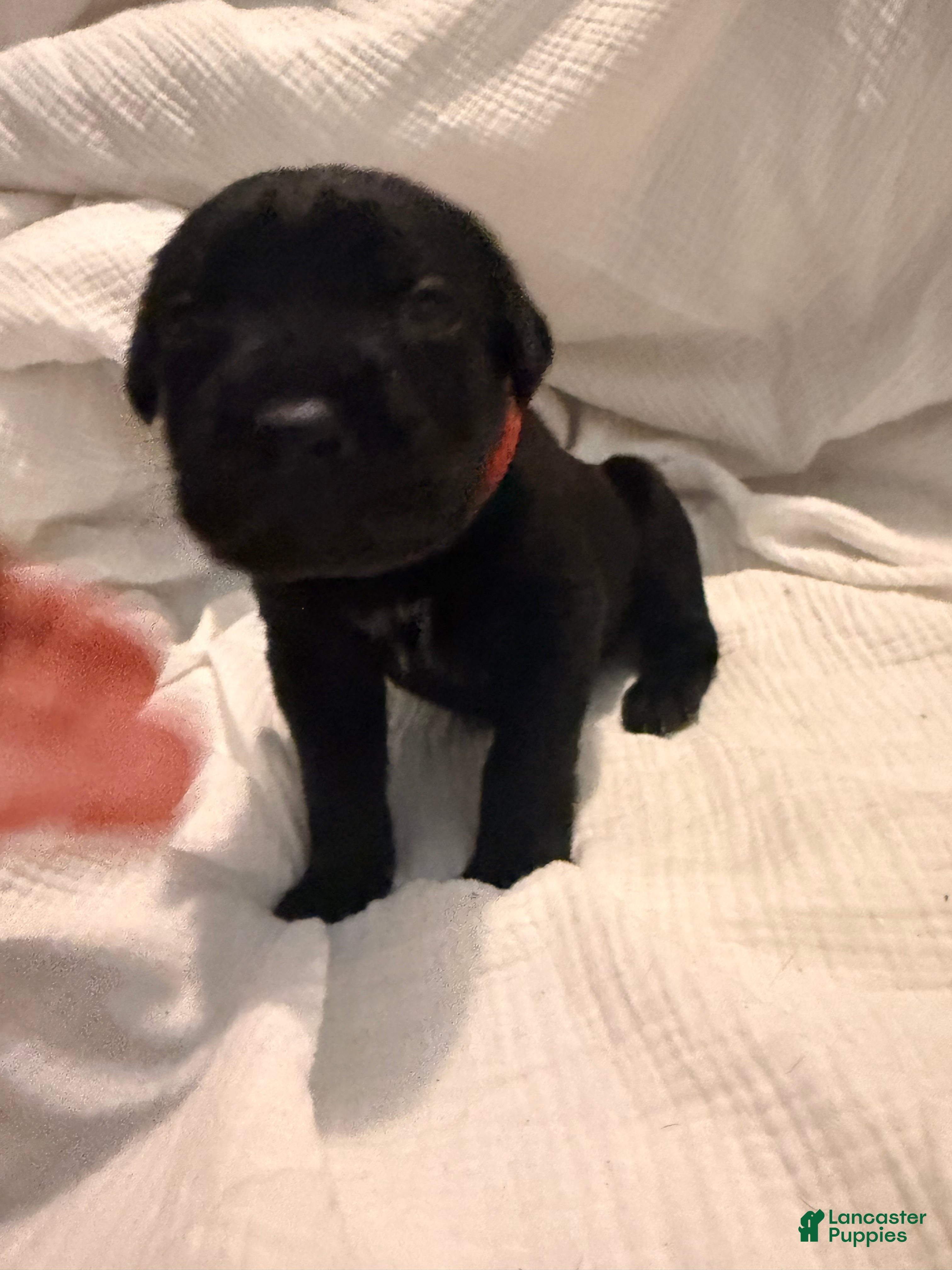 Cane Corso dogs Cain AKC red collar - Ad 5