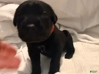 Cane Corso dogs Cain AKC red collar - Ad 5