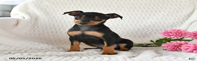 Toby