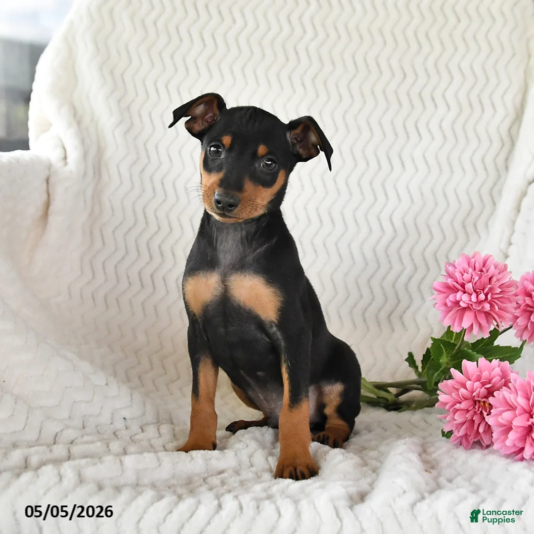 Miniature Pinscher dogs for sale: Toby - Ad 1