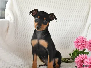 Miniature Pinscher dogs for sale: Toby - Ad 4
